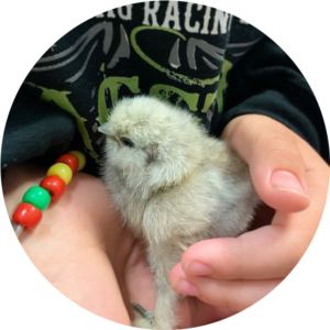 image of baby chicken
