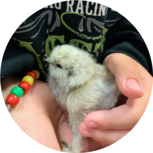 image of baby chicken